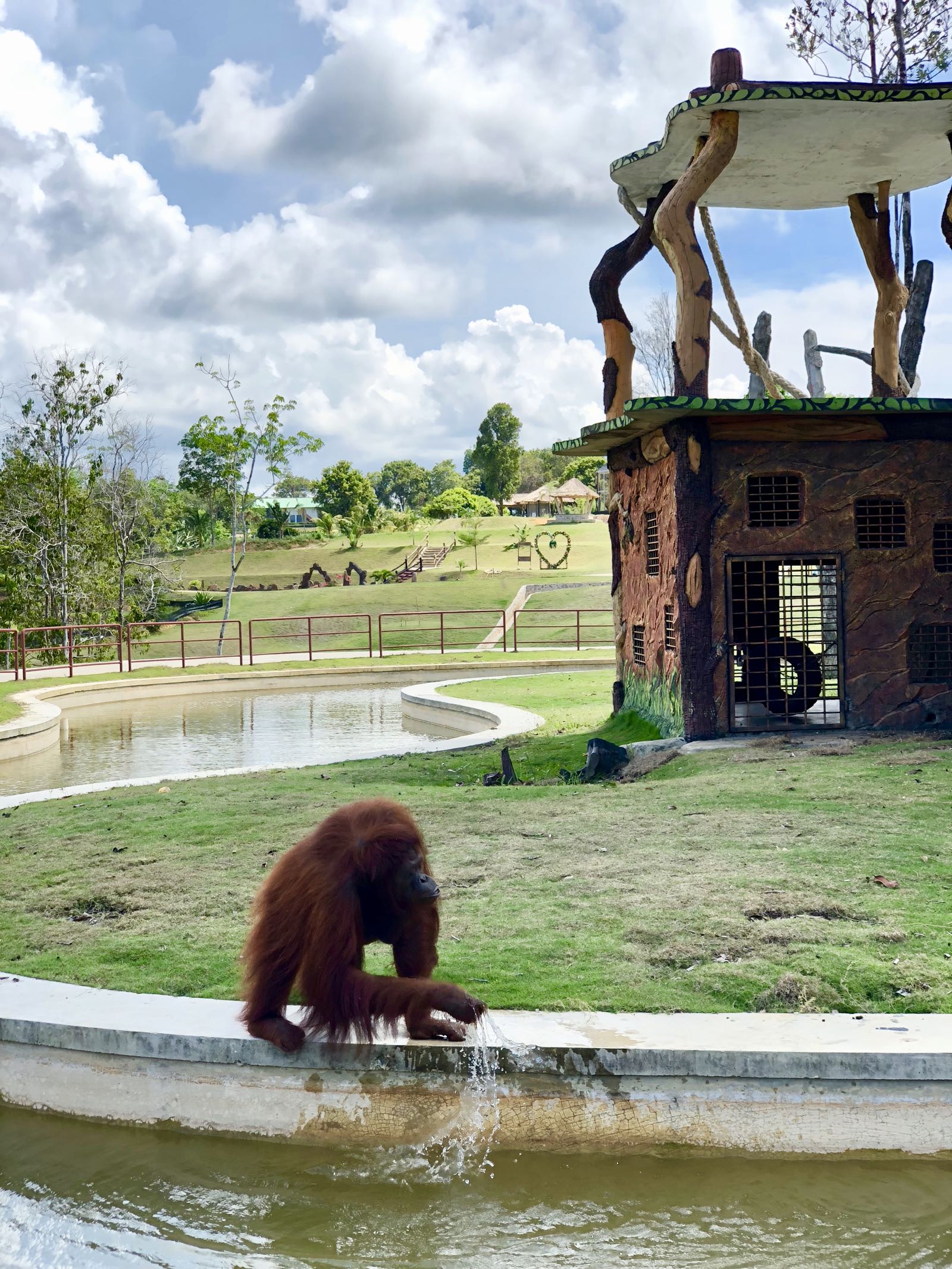 Orangutan-di-Safari-Lagoi