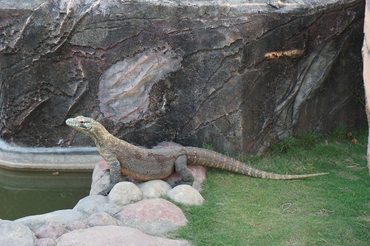 safari-lagoi